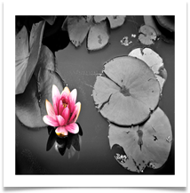 WATER LILY - Des Hawley